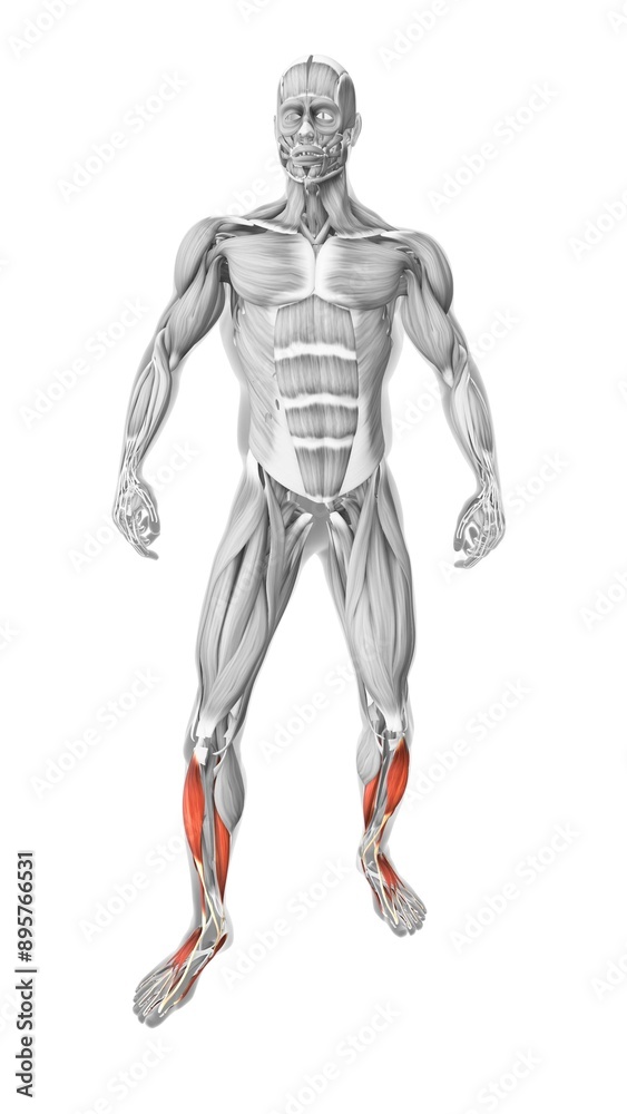 Tibialis anterior muscles in the human muscular system Tibialis anterior muscles in the human muscular system