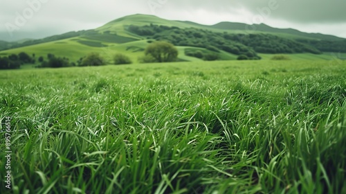 A lush green field with a hill in the background