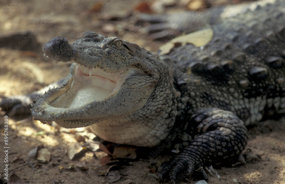 Obraz premium INDIA KARNATAKA MYSORE ZOO