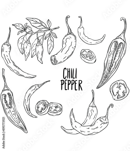 Chili peper vector. Hot food. Chili peper set.
