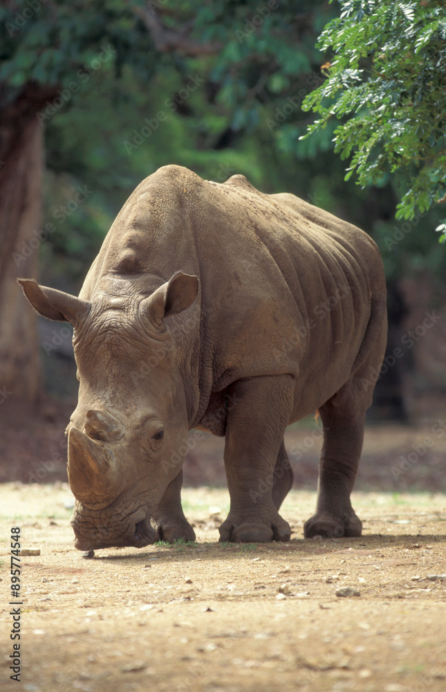 Fototapeta premium INDIA KARNATAKA MYSORE ZOO