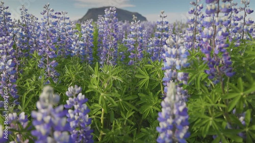 Camera moves through a field of lupines, Burfell mount at background, Iceland. Field of colorful lupines - classic Icelandic summer landscape. Gimbal, shallow DOF shot, UHD photo