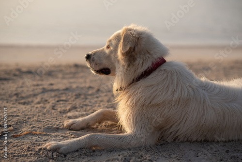 A white dog with a red collar is peacefully resting on the sandy beach