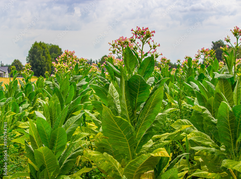 Tobacco plantation in Poland ..