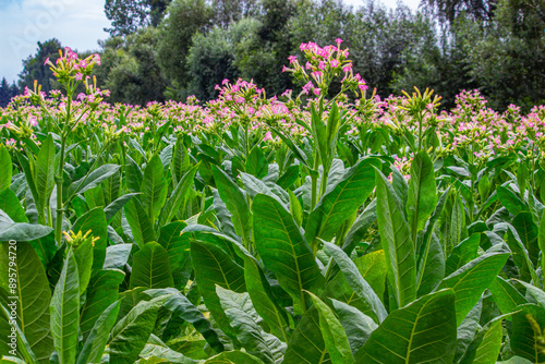 Tobacco plantation in Poland ..