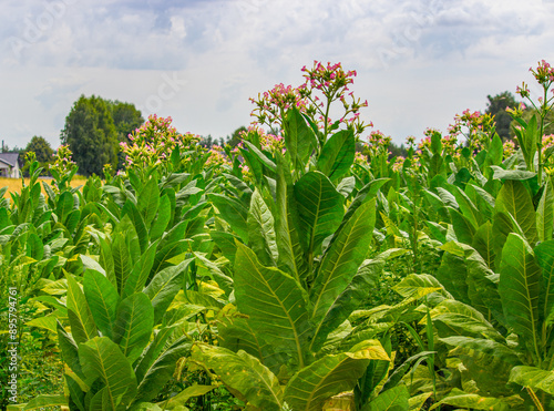 Tobacco plantation in Poland ..