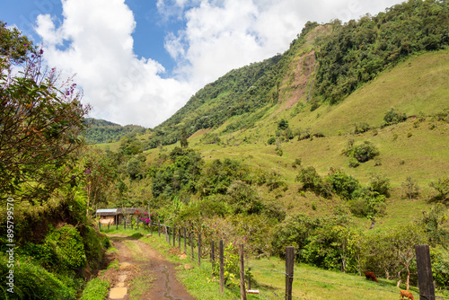 Tableau sur toile Path in the Andes Mountains, lush forest, green vegetation