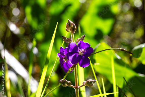 Pleroma heteromallum or  Tibouchina grandifolia or Tibouchina heteromalla. Common name : silverleafed princess flower.   Flowering plant in the family Melastomataceae. Antioquia, Colombia. photo