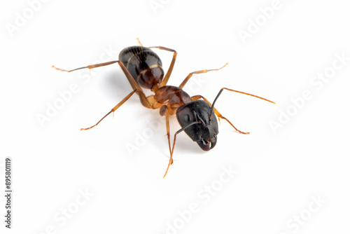 Banded Sugar Ant (Camponotus consobrinus) closeup isolated on white background photo
