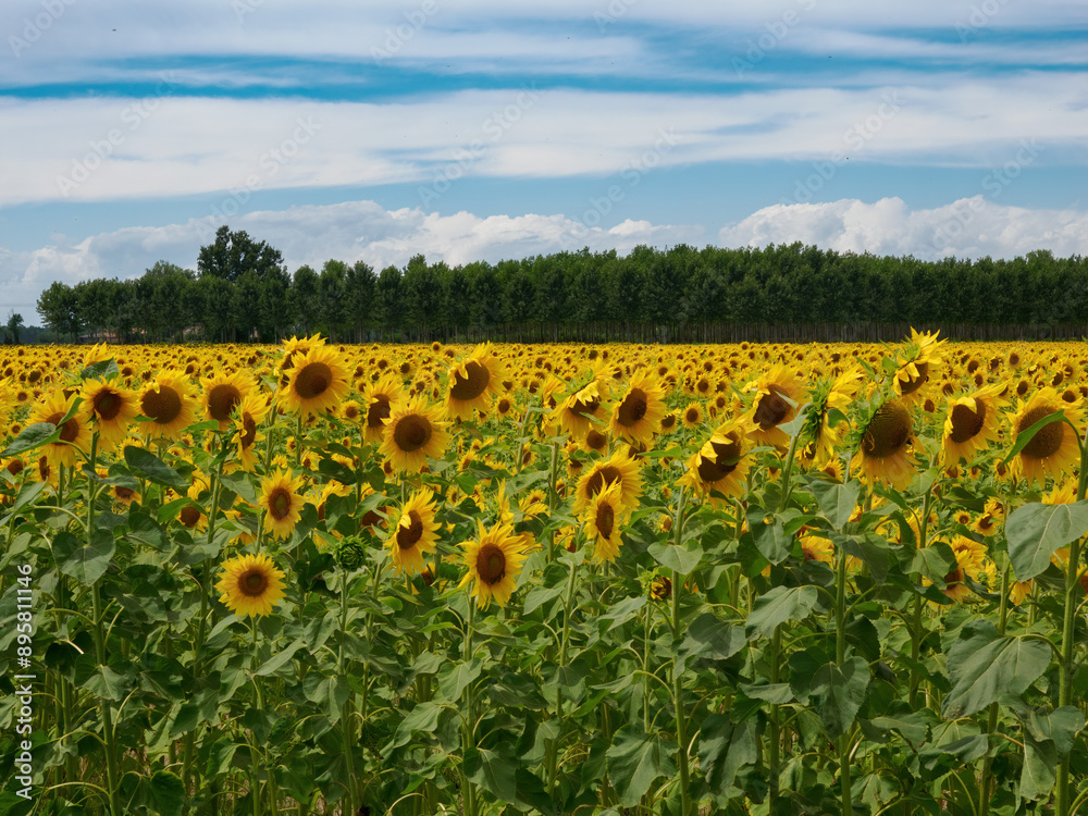 Obraz premium Cascina Tessera, old farm with sunflower fields near Dorno, Lomellina, Italy