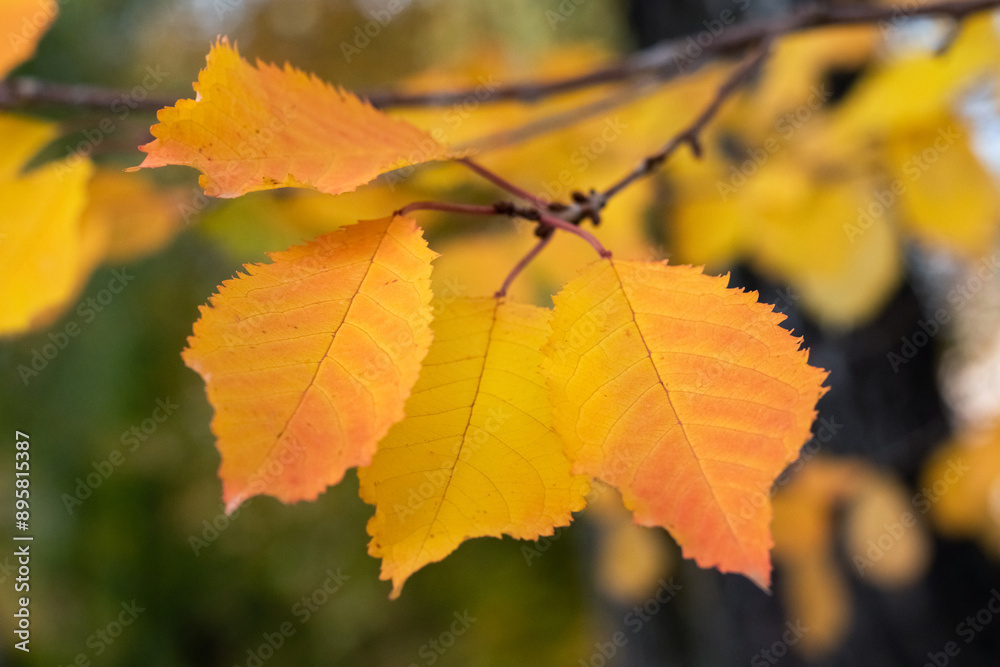Tree branch with yellow-orange autumn leaves in the park on a blurred background Tree branch with yellow-orange autumn leaves in the park on a blurred background
