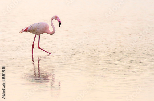 Flamingo, Phoenicopterus roseus, in the wetlands of La Marina del Pinet, Alicante, Valencian Community, Spain. photo