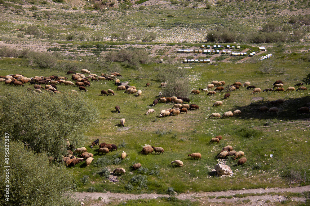 A flock of grazing sheep and honey beehives in the beautiful nature of Kurdistan, Iran A flock of grazing sheep and honey beehives in the beautiful nature of Kurdistan, Iran