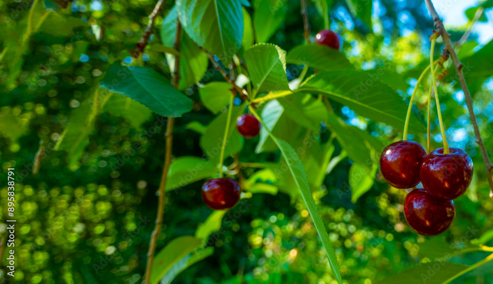 Red and sweet cherries on a branch just before harvest in early summer. High quality photo