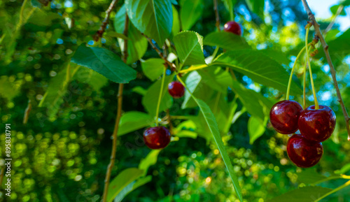 Obraz na płótnie Red and sweet cherries on a branch just before harvest in early summer. High quality photo w salonie