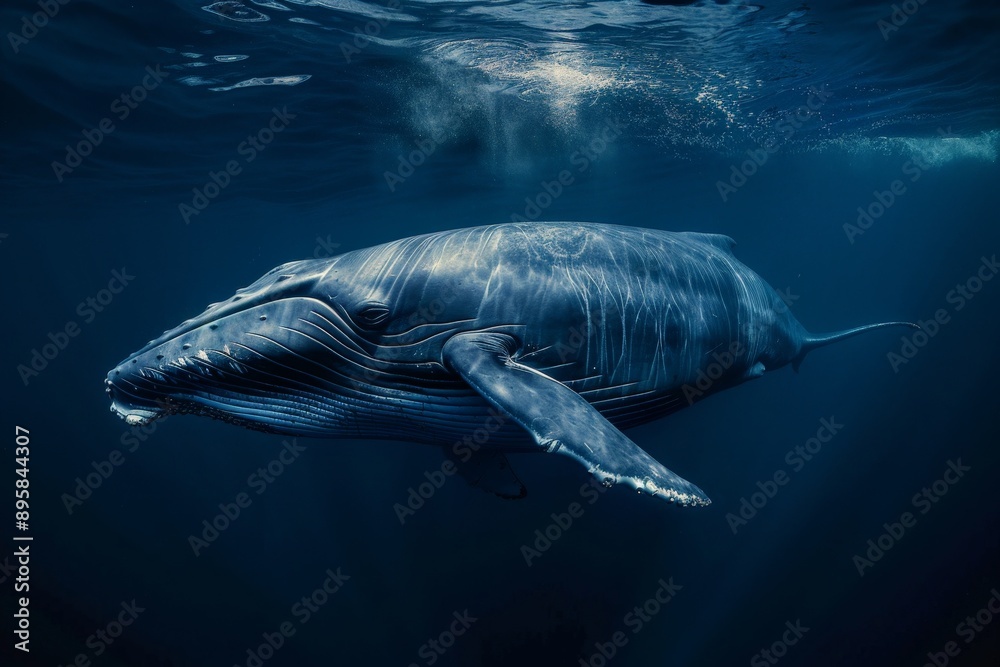 Fototapeta premium A stunning whale swimming elegantly in the deep blue waters of the ocean, illustrating the awe-inspiring beauty of marine life and the serenity of the underwater environment.