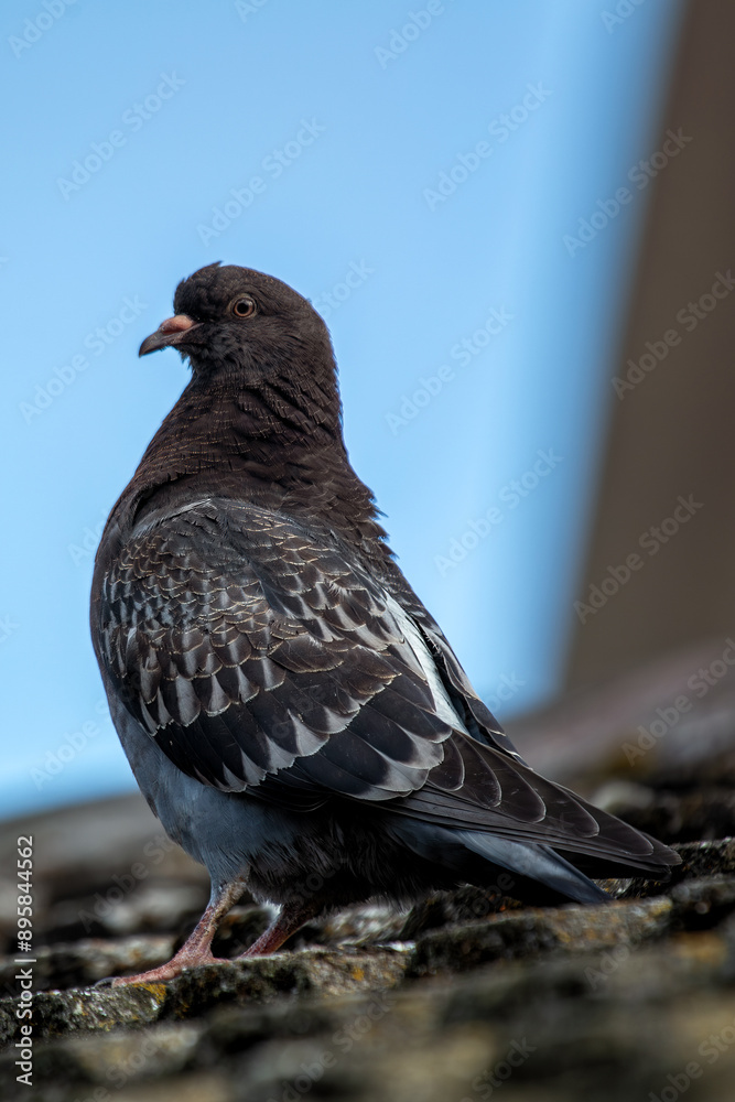 Obraz premium Rock Pigeon (Columba livia) Found in Urban Areas Worldwide
