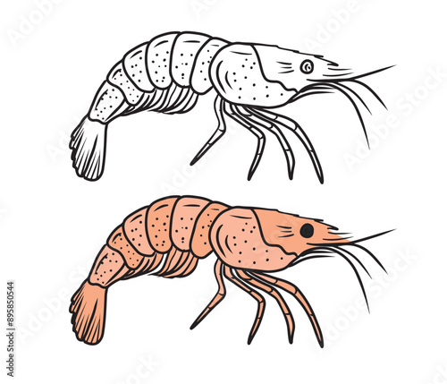 Beautiful tasty coloring book design with black and white version of shrimp seafood. Hand drawn vector sketch illustration in doodle engraved vintage line art style. Tasty delicious ready to eat.