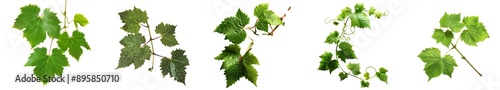 Green Grapevine Leaves Isolated on White Background