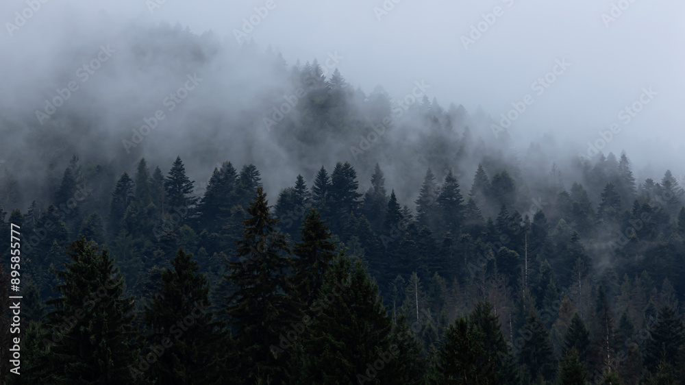 Rows of fir trees stand in fog Rows of fir trees stand in fog