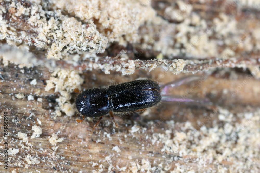Fruit-tree pinhole borer or keyhole ambrosia beetle (Xyleborinus saxesenii). is a pest among other fruit trees. Fruit-tree pinhole borer or keyhole ambrosia beetle (Xyleborinus saxesenii). is a pest among other fruit trees.
