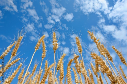 Wheat Crop. Looking up at the heads of the wheat crop against a blue sky in a farming landscape