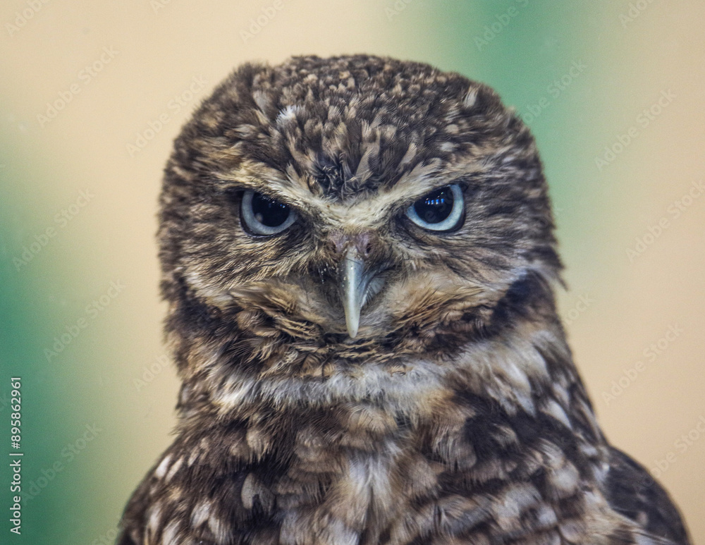 Fototapeta premium Burrowing Owl Face