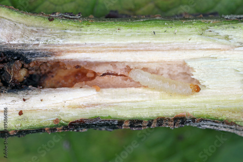 Current Clearwing (Synanthedon tipuliformis). Caterpillar in the place of development - currant shoot. photo