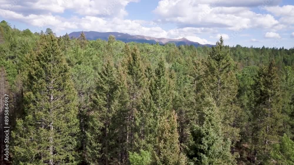 Slow drone flight over pine forest canopy reveal branches swaying in the wind and mountains on the horizon in Colorado Slow drone flight over pine forest canopy reveal branches swaying in the wind and mountains on the horizon in Colorado