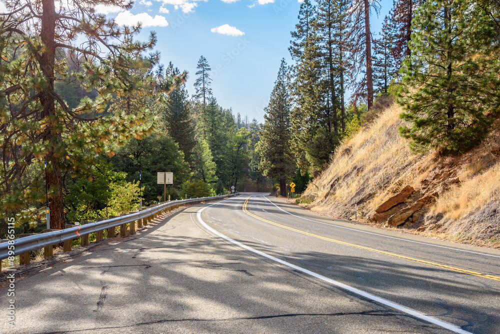 Naklejka premium Empty stretch of a mountain road through pine forest in California on a sunny autumn day