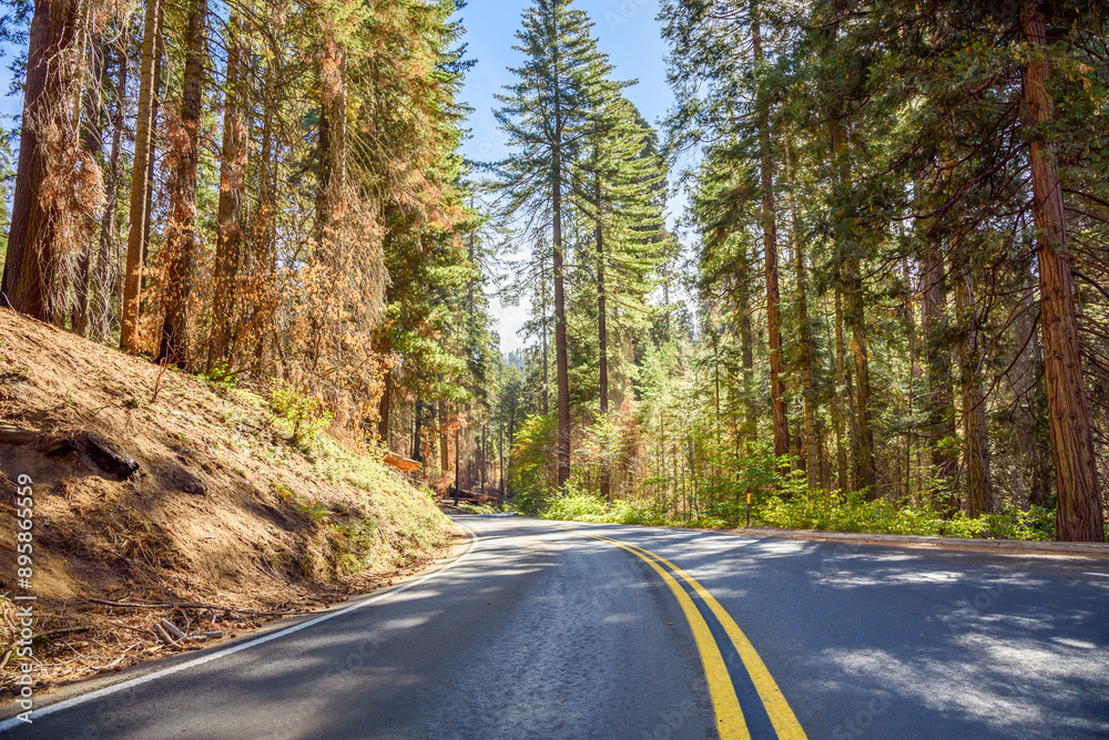 Fototapeta premium Deserted winding road through a giant sequia forest on a sunny aurumn day