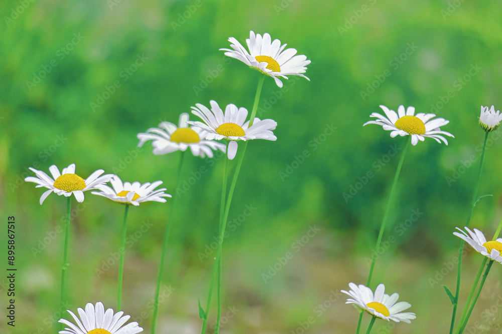 Bright background of blooming daisies on a field in the grass close-up Bright background of blooming daisies on a field in the grass close-up