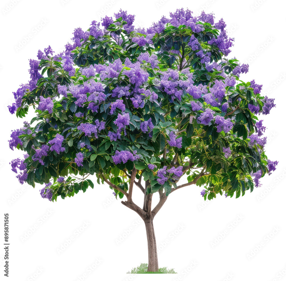 Obraz premium PNG Blooming jacaranda tree isolated