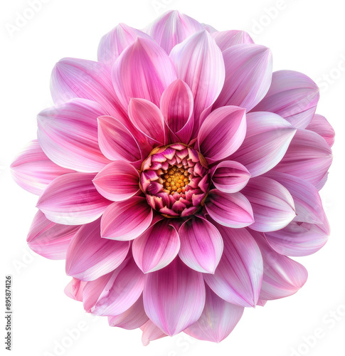 PNG Vibrant pink dahlia flower bloom