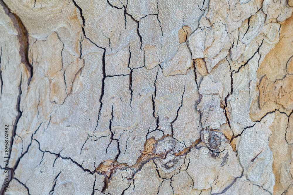 Light brown bark of a tree on a large trunk with close-up cracks. Blank background for artwork, natural textures and surfaces. Light brown bark of a tree on a large trunk with close-up cracks. Blank background for artwork, natural textures and surfaces.