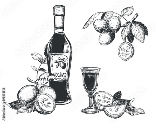 Nocino liqueur black and white linear sketch. Bottle, glasses and walnut branch, cut green nuts on a white background. Vector ink drawing in engraving style. Clipart for labels, menus, packaging.