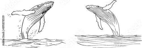 One continuous line drawings of humpback whales breaching