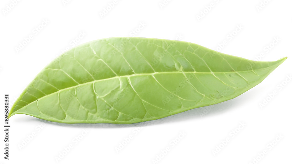 Obraz premium Green tea leaf isolated on transparent background