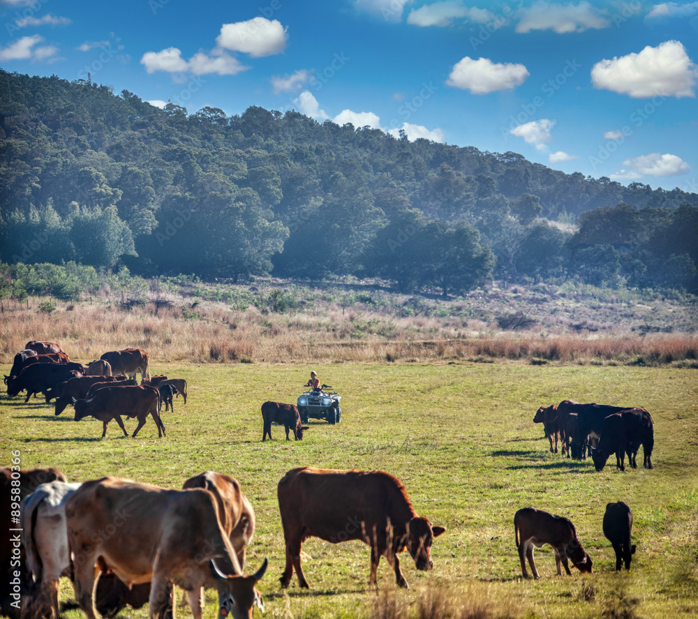 boy on a quad bike herding the cattle on the grazing ground boy on a quad bike herding the cattle on the grazing ground