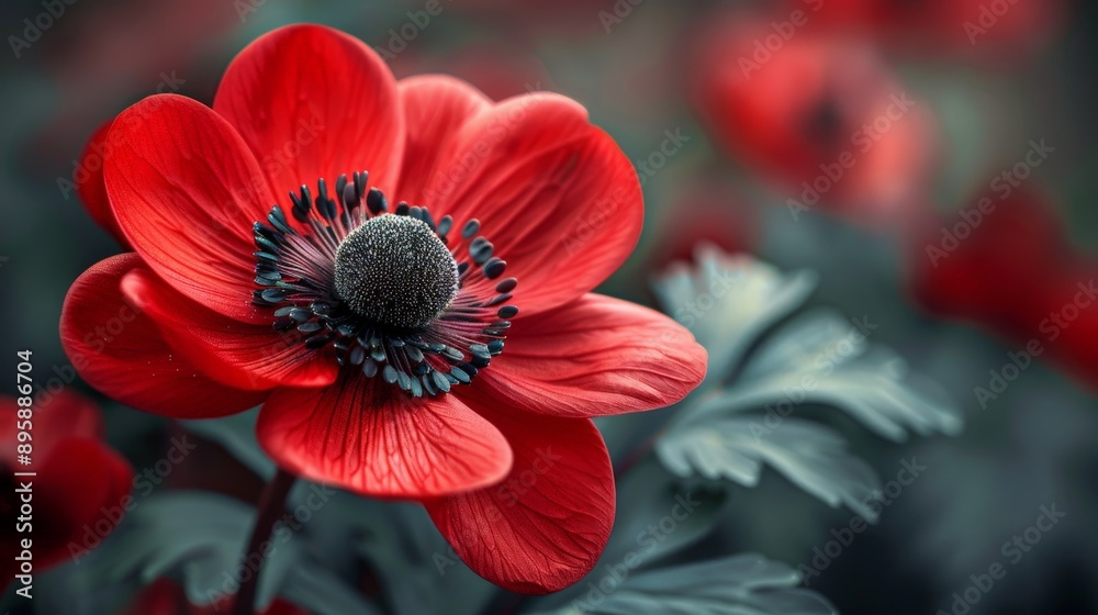 Detailed view of a red anemone flower in full bloom Detailed view of a red anemone flower in full bloom