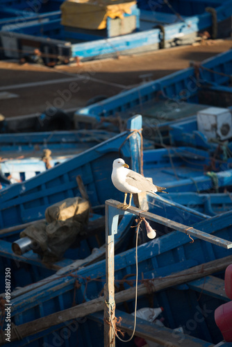 Essaouira2 photo