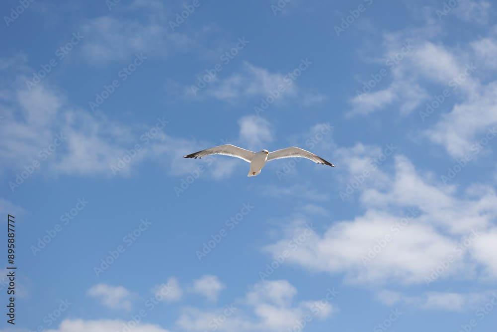 A seagull is gracefully soaring in a clear blue sky with a few scattered clouds on a sunny day, capturing the essence of freedom, peace, and nature in this serene view. A seagull is gracefully soaring in a clear blue sky with a few scattered clouds on a sunny day, capturing the essence of freedom, peace, and nature in this serene view.