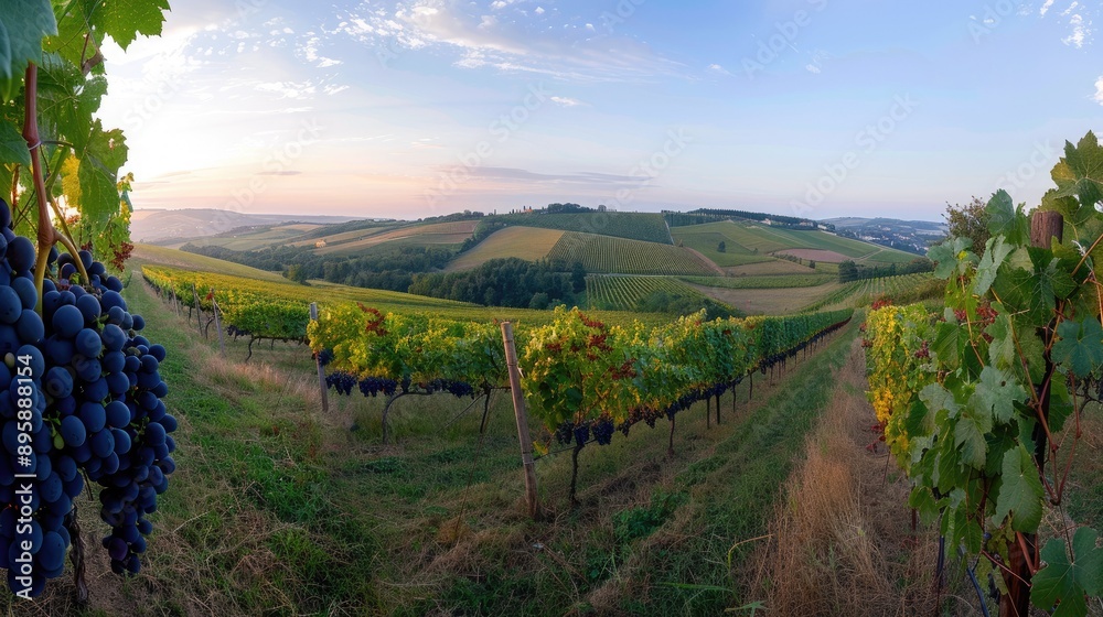 Naklejka premium A panoramic view of a vineyard with ripe grapes on the vines and a clear sky for text