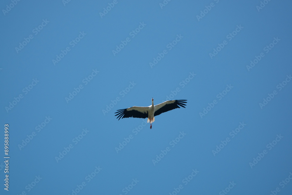 fliegender Weißstorch - Ciconia ciconia - auf weiten Flügel durch sommerliche himmelblaue Luft fliegender Weißstorch - Ciconia ciconia - auf weiten Flügel durch sommerliche himmelblaue Luft