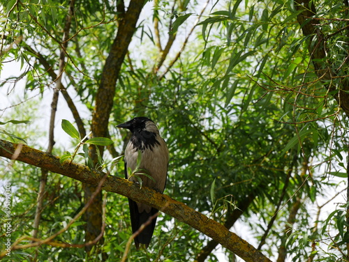 A gray crow sits on a willow branch..