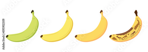 Banana ripeness stages set. From green underripe banana to overripe banana with brown spots. Fresh ripe and organic rotten fruit. Vector illustration