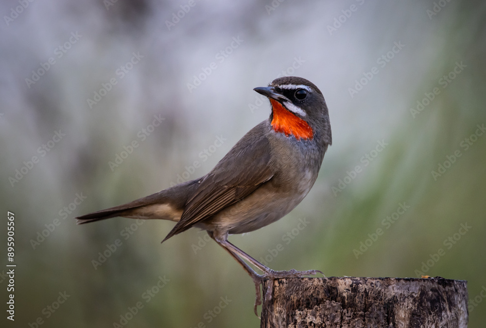 Siberian Rubythroat animal portrait close up shot.