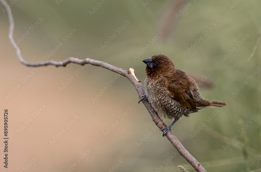 Scaly- breasted Munia on the branch animal portrait.