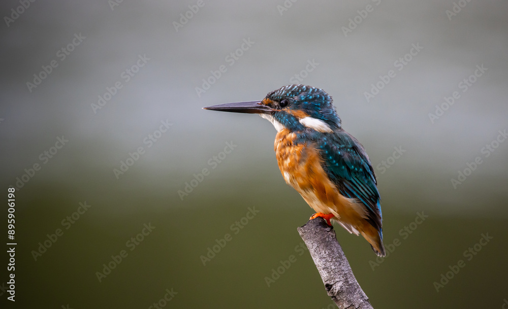 Fototapeta premium Common kingfisher on the branch tree animal portrait.