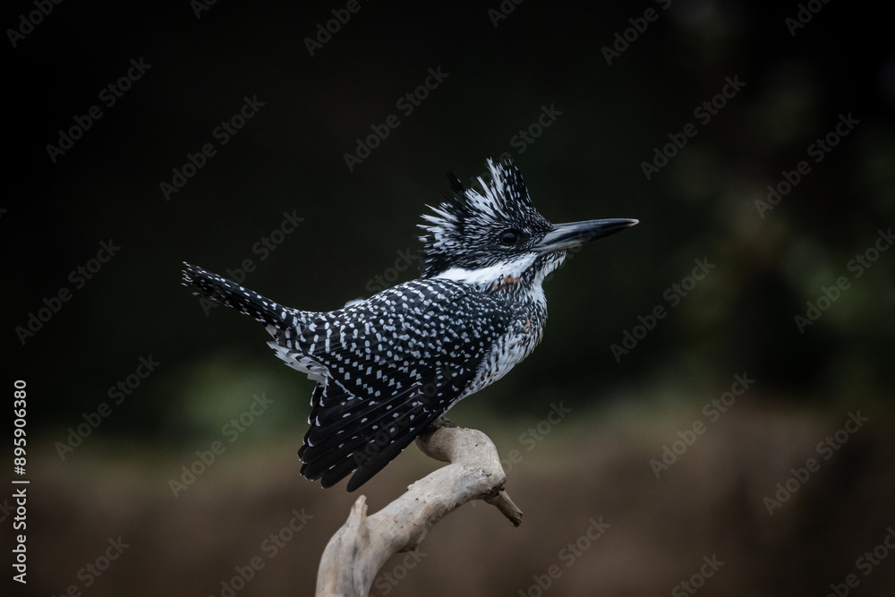 Crested Kingfisher on the branch at Chiang Dao District Chiangmai Province Thailand ( animal portrait ).